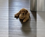 Small Photo #4 Golden Retriever Puppy For Sale in BEALETON, VA, USA