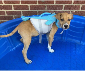 Boxer-Unknown Mix Dogs for adoption in Raleigh, NC, USA