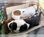 Small #5 Basset Hound