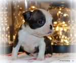 Small Photo #11 Boston Terrier Puppy For Sale in WINNSBORO, TX, USA