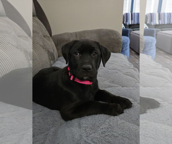 Medium Photo #12 Labrador Retriever-Unknown Mix Puppy For Sale in St. Louis Park, MN, USA