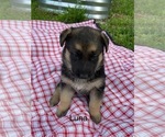 Puppy Puppy 2 German Shepherd Dog