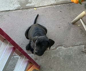 Cane Corso-Great Dane Mix Puppy for sale in SAN BERNARDINO, CA, USA