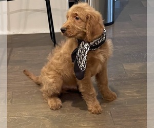 Goldendoodle Puppy for sale in CLARKSVILLE, TN, USA