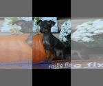 Small Photo #2 Miniature Pinscher Puppy For Sale in SHIPSHEWANA, IN, USA