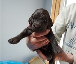 Puppy Puppy 8 Dark ch Labradoodle