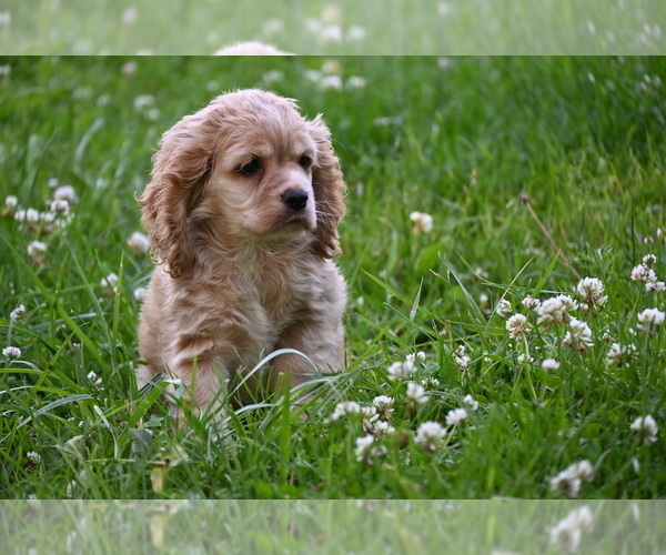 Medium Photo #11 Cocker Spaniel Puppy For Sale in AVALON, MO, USA