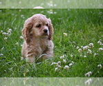 Small #10 Cocker Spaniel