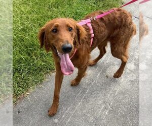 Irish Setter-Unknown Mix Dogs for adoption in Spring Lake, NC, USA
