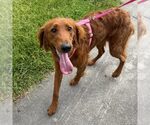 Small Irish Setter Mix
