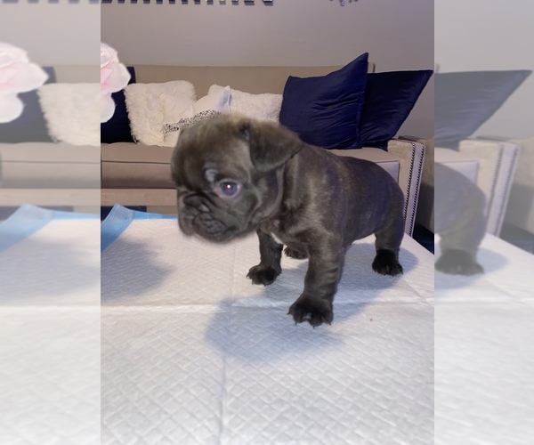Medium Photo #4 French Bulldog Puppy For Sale in BUCKEYE, AZ, USA