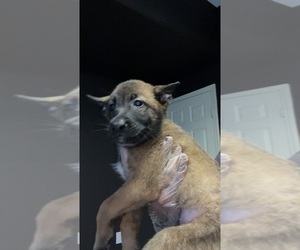 Belgian Malinois Puppy for sale in LA PLACE, LA, USA