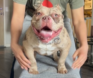 American Bully Puppy for sale in MOUNT PROSPECT, IL, USA