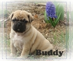 Small Photo #2 Pug Puppy For Sale in VICTORIA, VA, USA