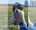 Small Photo #5 Bernedoodle Puppy For Sale in TABLE GROVE, IL, USA