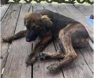 Mutt Dogs for adoption in San Antonio, TX, USA