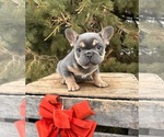 Small #2 French Bulldog