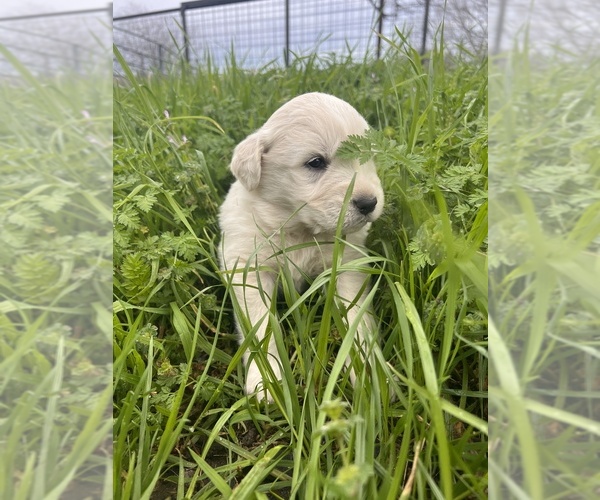 Medium Photo #1 Great Pyrenees Puppy For Sale in JUSTIN, TX, USA