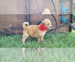 Small Photo #5 Double Doodle Puppy For Sale in WEST, TX, USA