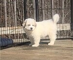 Puppy 13 Great Pyrenees