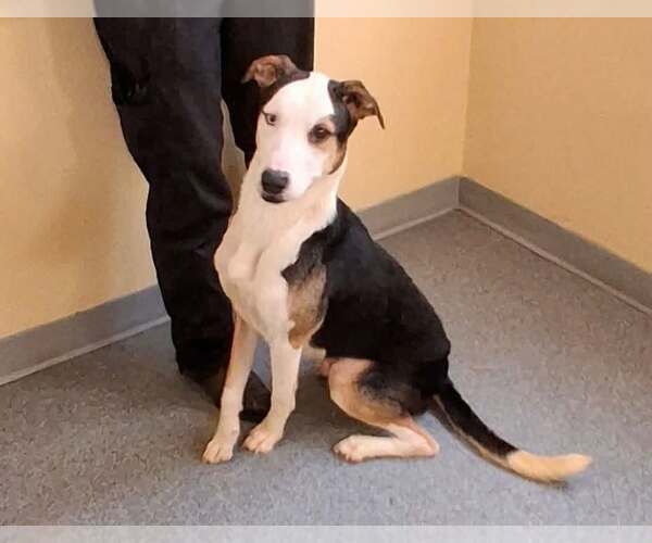 Medium Photo #1 Mutt Puppy For Sale in Low Moor, VA, USA