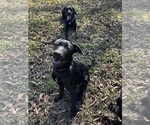 Small #4 Shepradors
