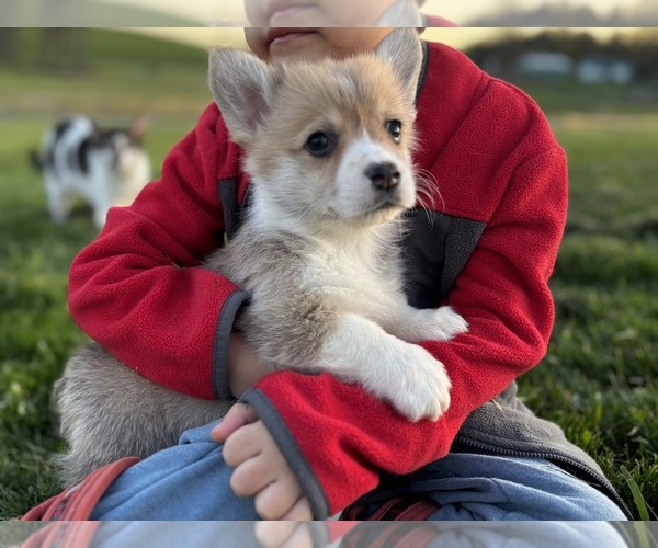 Medium Photo #1 Pembroke Welsh Corgi Puppy For Sale in COBLESKILL, NY, USA