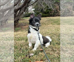 Terrance - Male Mutt Dog for Adoption - Photo #3