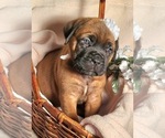 Small Photo #1 Muscle Mastiff Puppy For Sale in RAMONA, CA, USA