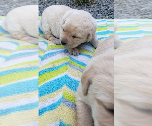 Medium Photo #102 Labrador Retriever Puppy For Sale in OLYMPIA, WA, USA