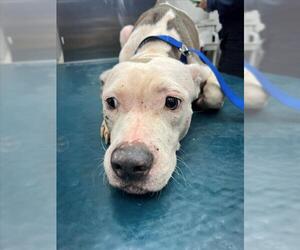 American Bulldog-Unknown Mix Dogs for adoption in Mobile, AL, USA