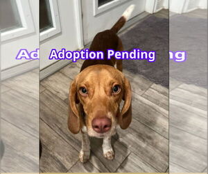 Beagle Dogs for adoption in Dunnellon, FL, USA
