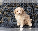 Puppy Lady Pom-A-Poo