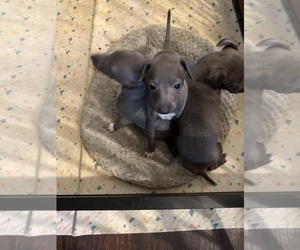Italian Greyhound Puppy for sale in LEAVENWORTH, KS, USA