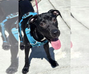 Medium Labrador Retriever Mix