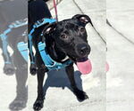 Small Labrador Retriever Mix