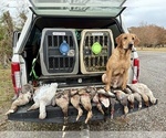 Small #21 Labrador Retriever