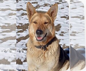 German Shepherd Dog-Huskies  Mix Dogs for adoption in Van Nuys, CA, USA