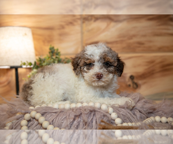 Medium Photo #15 Poodle (Miniature) Puppy For Sale in FARWELL, MI, USA