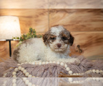 Small #1 Poodle (Miniature)