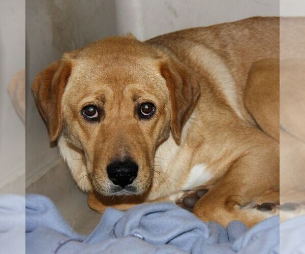 Medium Photo #4 Labrador Retriever-Unknown Mix Puppy For Sale in Sequim, WA, USA