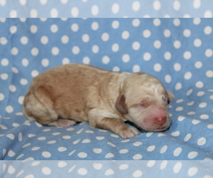 Goldendoodle (Miniature) Puppy for sale in BLMGTN, IN, USA