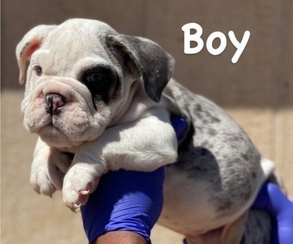 Medium Photo #2 English Bulldog Puppy For Sale in CORONA DEL MAR, CA, USA