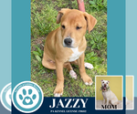 Small #2 American Pit Bull Terrier-Labrador Retriever Mix