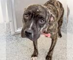 Small #1 American Pit Bull Terrier