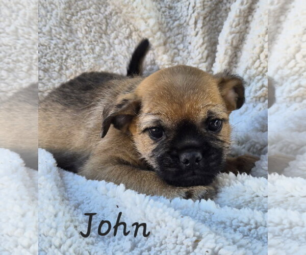 Medium Photo #1 Pug-Unknown Mix Puppy For Sale in Phelan, CA, USA