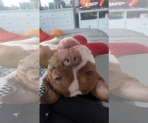 Bambee - Female American Pit Bull Terrier-Unknown Mix Dog for Adoption - Photo #8