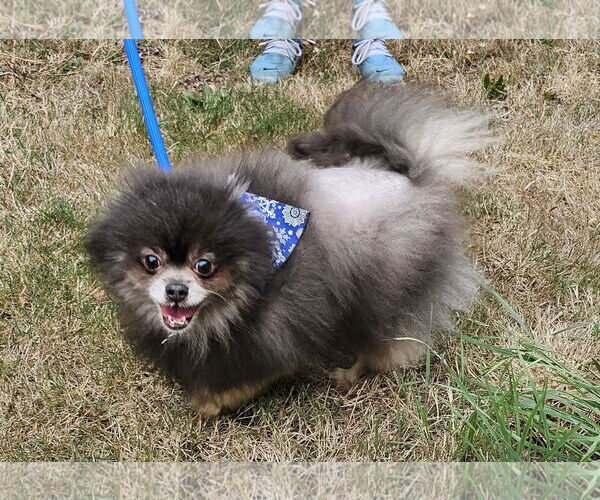 Medium Photo #7 Pomeranian Puppy For Sale in Seattle, WA, USA