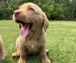 Puppy Maple Labrador Retriever