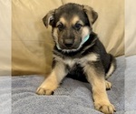 Small #27 German Shepherd Dog